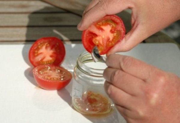  Collection de semences de tomates