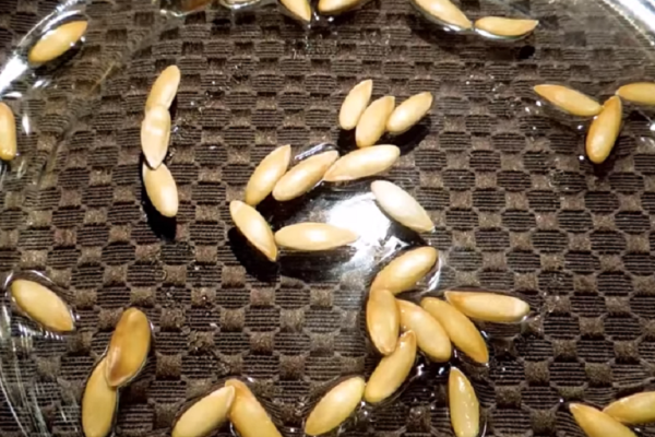  Avant la plantation, les graines sont trempées pendant une journée dans de l'eau tiède, celles qui ont fait surface dans l'eau sont jetées.