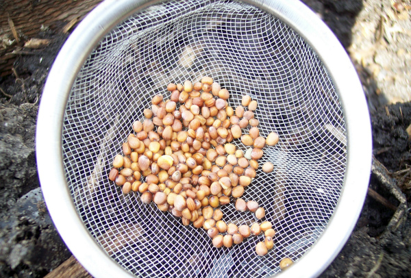  Préparation des graines pour la plantation