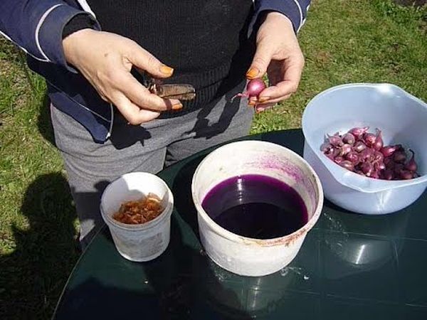  Pour la désinfection, passer à tremper dans du permanganate de potassium