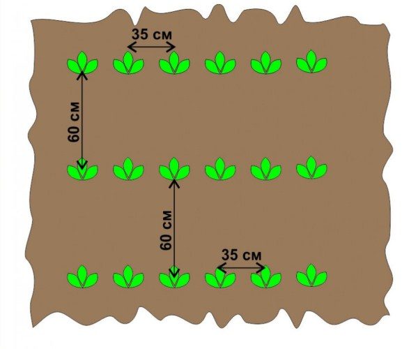  Das Schema des Pflanzens von Kartoffeln für normale Beete