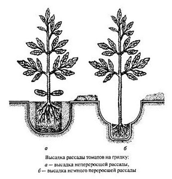  Pflanzschema des Tomatensämlings