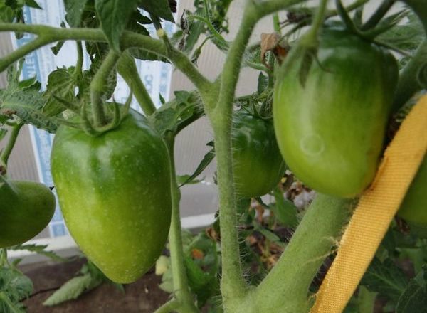  Tomaten sibirischer Tripel