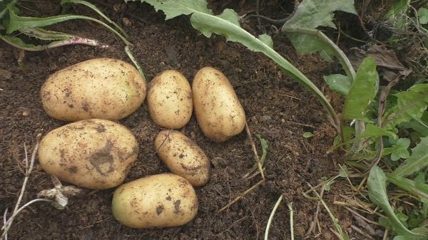  Siderate für Kartoffeln