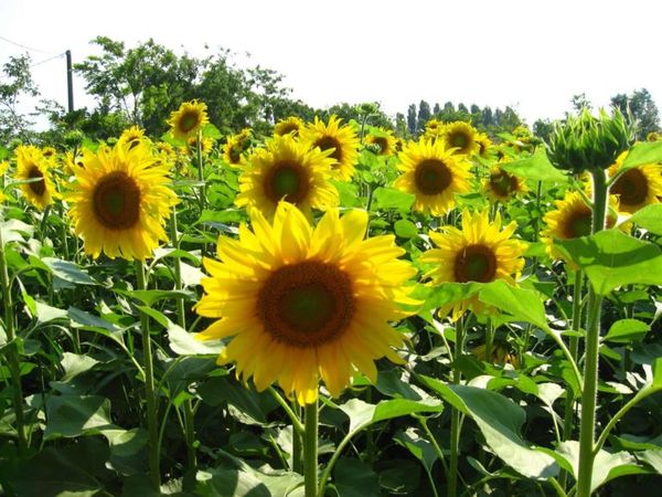  Sonnenblumen können nicht als Siderata für Kartoffeln verwendet werden