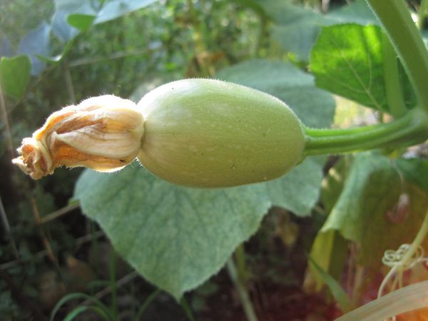  Un arrosage fréquent contribuera à la croissance de la verdure et non à la maturation des fruits.