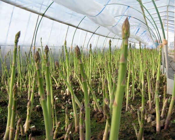  Asperges ou légumes