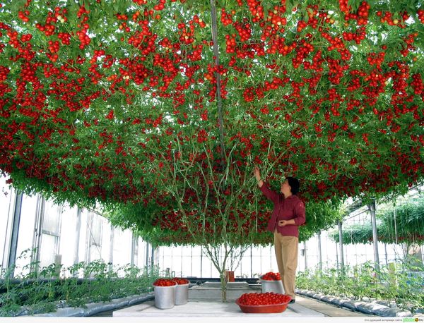  Der Durchmesser der Krone des Tomatenbaums kann 50 m² erreichen.