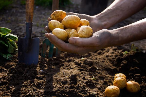  Conditions de plantation des pommes de terre