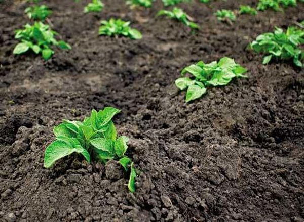  Si vous plantez trop tôt, le développement des plantes sera lent.