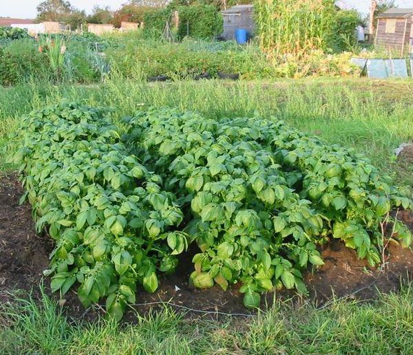  Après 1-2 ans de plantation de pommes de terre au même endroit, la récolte commence à diminuer