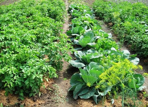  Kartoffeln werden gut mit Kohl vermischt