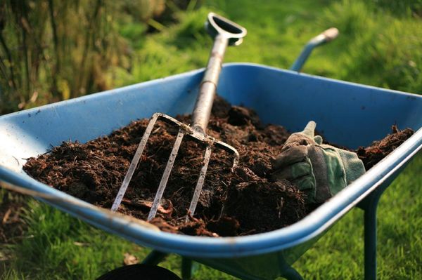  Dung kann den Ertrag von Rüben stark reduzieren