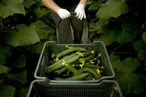  Sous réserve des conditions de la culture de concombres en serre dépassera le rendement en plein champ