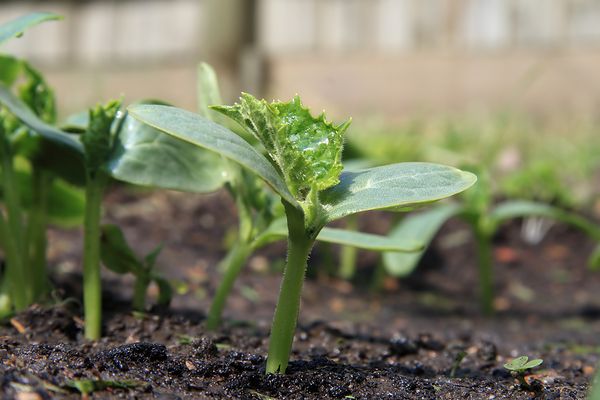  les premières pousses apparaissent 5 à 7 jours après la plantation