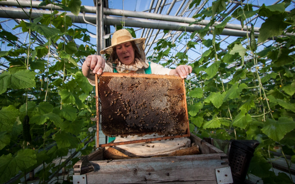  Wenn bestäubte Sorten angebaut werden, muss der Zugang der Bienen zum Gewächshaus sichergestellt werden