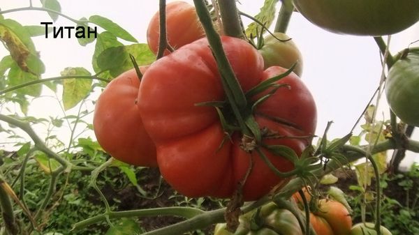  Pour que le buisson ne se casse pas sous le poids du fruit, il est nécessaire de faire une jarretière