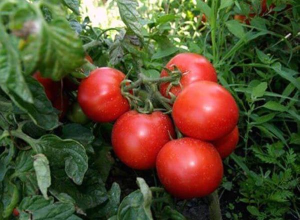  Tomatensorten Tolstoi