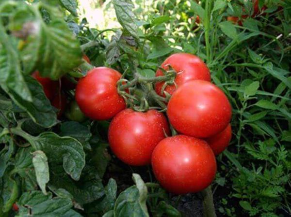  Tomatensorten Tolstoi