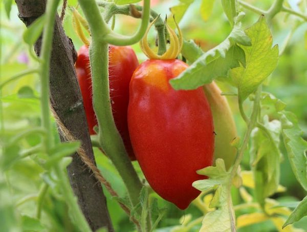  Tomate au poivre