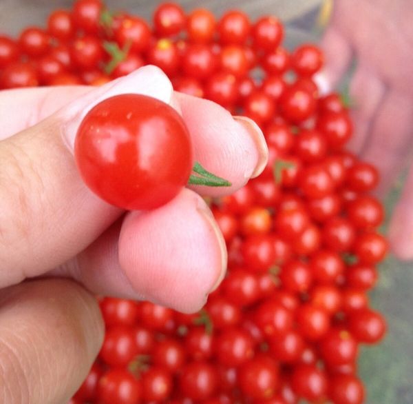  Le poids moyen du fruit est de 17 grammes