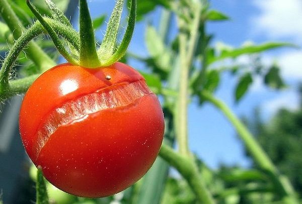  Mit einem Überschuss an flüssiger Qualität leidet das Knacken von Früchten