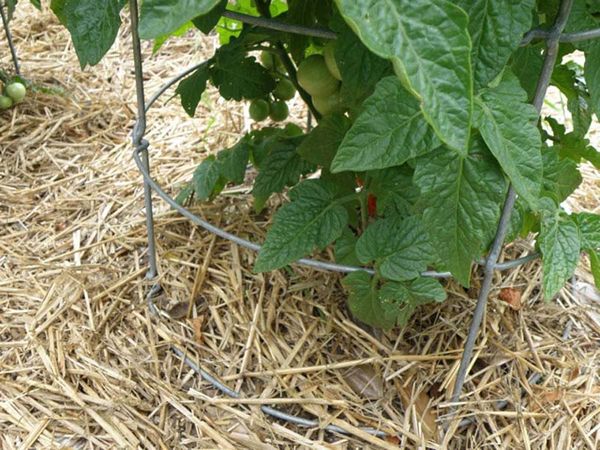  Le paillage aide à éviter l'assèchement du sol et l'altération du métabolisme de l'oxygène.