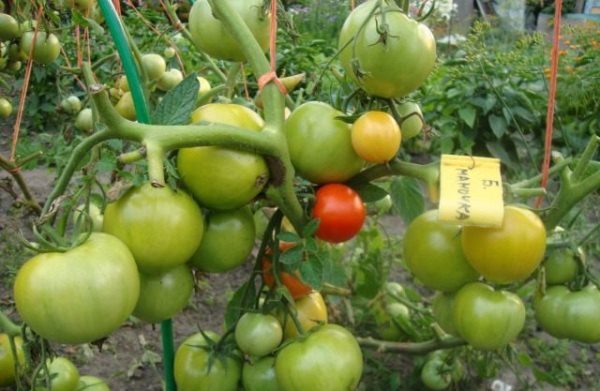  Unreife Tomaten Große Mami