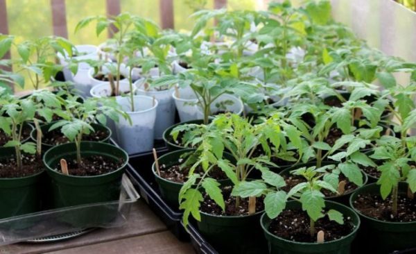  10 - 14 Tage vor dem Aussteigen von Tomatensämlingen aus dem Dorf Khlebosolny in offenem Boden sollte die Verhärtung beginnen