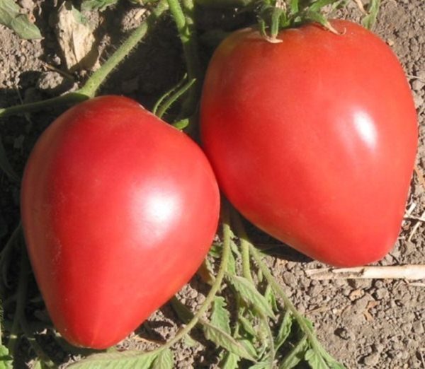  Die Tomate Lazyayka ist für das Wachstum unter den rauen klimatischen Bedingungen in Zentralrussland konzipiert