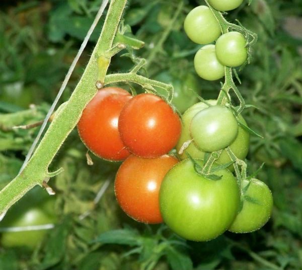  Variété de tomate Leopold soin sans prétention