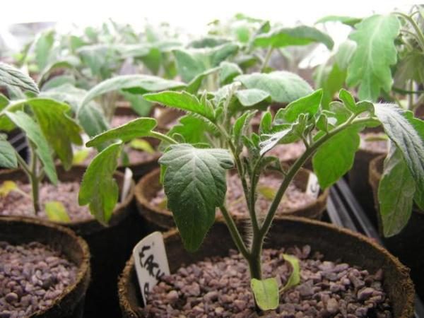  Tomatensämling Leopold in Torftöpfen