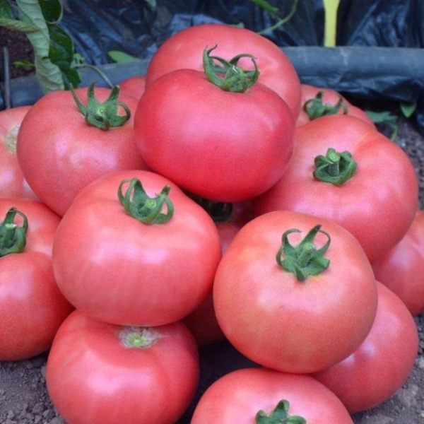  Die Früchte von Tomaten-Rosmarin enthalten viel Vitamin A