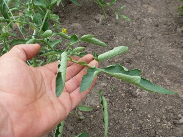  Der Grund für das Verdrehen der Tomatenblätter deutet auf einen Kupfermangel im Boden hin