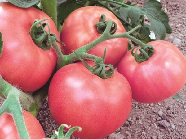  Torbay-Tomaten reifen zur gleichen Zeit und sind vor den meisten Krankheiten gut geschützt