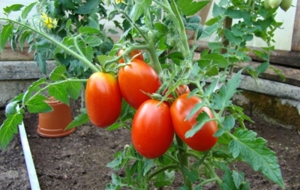  Tomaten Caspar