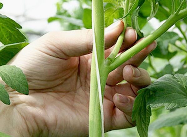  Mazarini-Tomatenstrauchform in einem Stamm, Seitentriebe und untere Blätter müssen entfernt werden