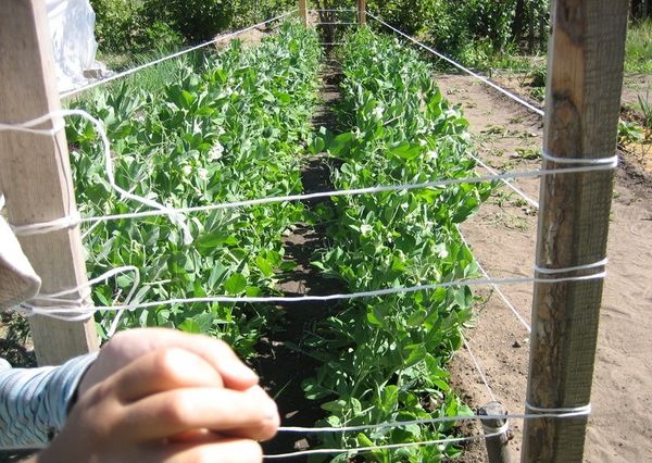  Möglichkeiten, Tomaten anzubauen