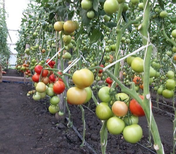  Zweck der Strumpftomate