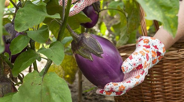  Causes du goût amer des aubergines