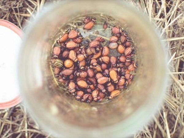  Kartoffelkäfer gegen sich selbst - Infusion gesammelter Schädlinge in eine Wasserflasche