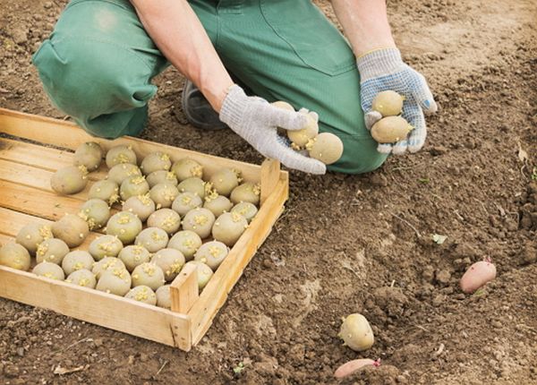  Les graines de la variété Luck sont plantées dans le sol à la fin du mois de mai.