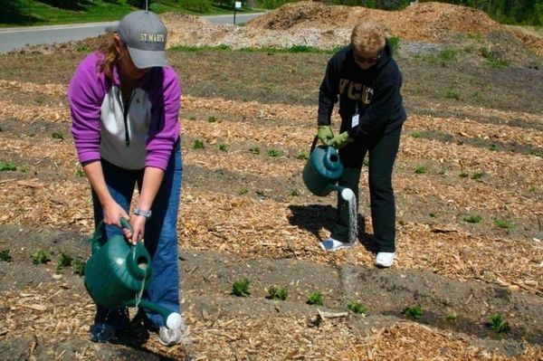  Top Dressing Kartoffeln