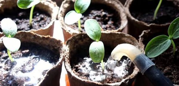  Les jeunes plants ne peuvent être arrosés que autour du buisson.