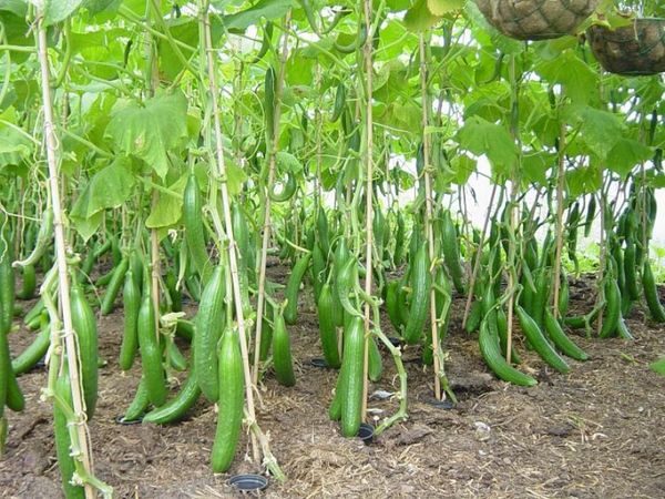  Arroser des concombres en plein champ est différent de l'arroser en serre