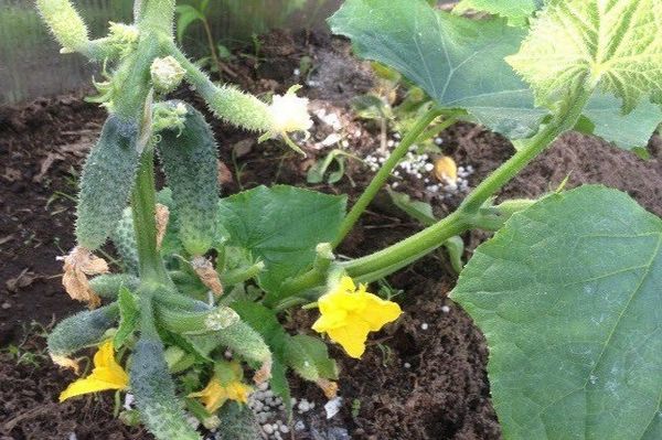  Top-Dressing von Gurken unter der Wurzel während der Blüte