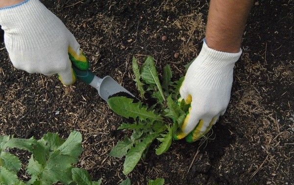  Jäten von Unkraut muss mindestens zweimal pro Saison durchgeführt werden.