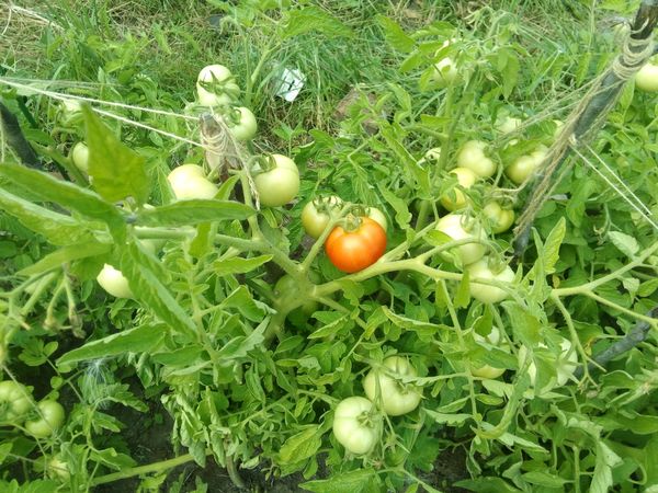  Tomaten im Freiland umpflanzen