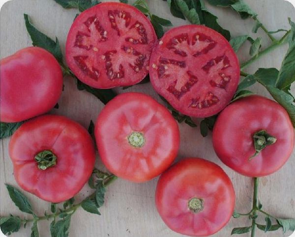  Beschreibung und Eigenschaften des Wunders aus Tomatenrosa