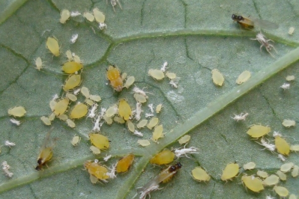  Kürbisblattlaus auf Zucchiniblättern